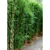 Fargesia robusta'Wolong' 