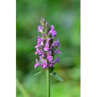 Betonica officinale