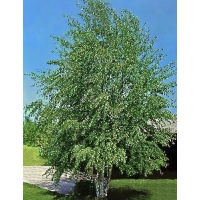 Betula pendula 