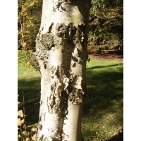 Betula ermanii'Holland' 