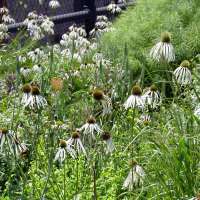 Echinacea pallida'Hula Dancer'