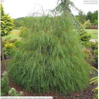 Chamaecyparis lawsoniana'Drooping solo' 
