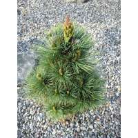 Pinus strobiformis'Loma Linda' 