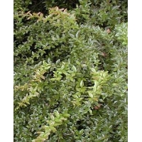 Berberis interposita'Wallich's Purple' 