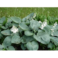 Hosta hybride'Big Daddy'