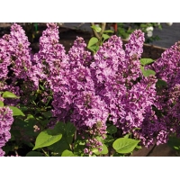 Syringa vulgaris'G.J.Baardse' 