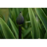 Agapanthus'Black Magic' 