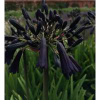 Agapanthus'Black Magic' 