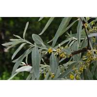 Elaeagnus angustifolia 