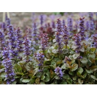Ajuga reptans'Atropurpurea' 