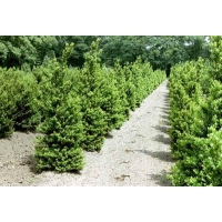 Ilex crenata'Blondie 