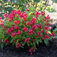 Weigelia florida'All Summer Red' 