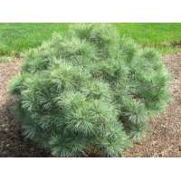 Pinus strobus'Connecticut Slate' 