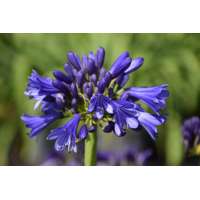 Agapanthus'Blue Bayou' 