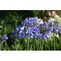 Agapanthus'Blue Curacao' 