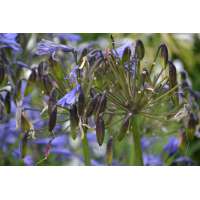 Agapanthus'Blue flamingo' 