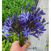 Agapanthus'Blue flamingo' 