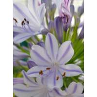 Agapanthus'Blue Flare' 