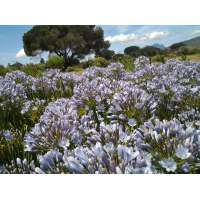 Agapanthus'Blue Flare' 