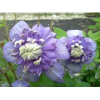Clematis'Blue Light' 