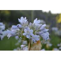 Agapanthus'Blue Moon' 