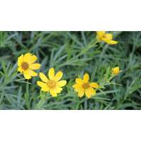 Coreopsis palmata