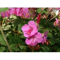Geranium macrorrhizum'Vitalis'