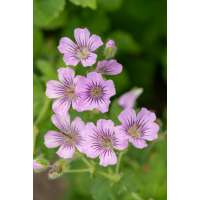 Geranium'Karen Wouters'