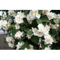 Philadelphus'Mont Blanc' 