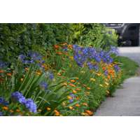 Agapanthus'Johannesburg' 