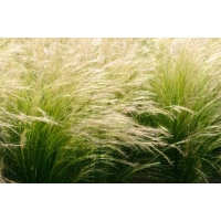 Stipa tenuissima