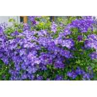 Clematis'Jackmanii' 