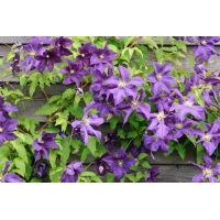 Clematis'Aotearoa' 