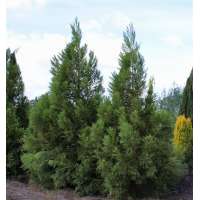 Cryptomeria japonica'Kitayama 