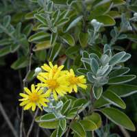 Brachyglottis'Sunshine' 