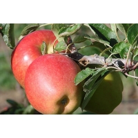 Appel'Braeburn' 