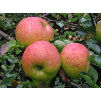 Appel'Bramley's Seedling' 