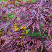 Acer palmatum'Tamukeyama' 
