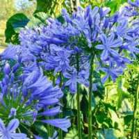 Agapanthus'Brilliant blue'