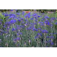 Agapanthus'Brilliant blue' 