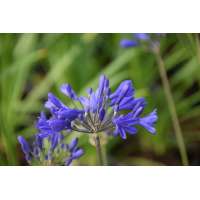Agapanthus'Brilliant blue' 