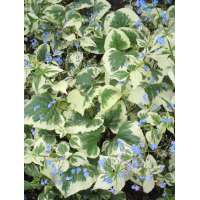 Brunnera macrophylla'Dawson's White'