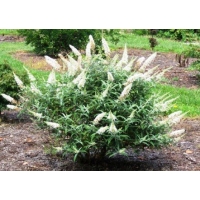 Buddleja davidii'White Ball' 