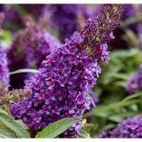 Buddleja davidii'Butterfly Candy Little Purple' 