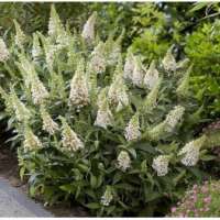 Buddleja davidii'Butterfly Candy Little White' 