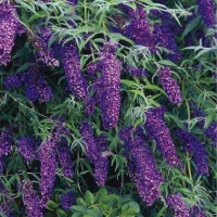 Buddleja davidii'Black Knight' 