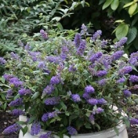 Buddleja'Blue Chip' 