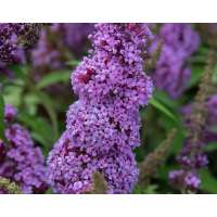 Buddleja'Buzz Violet' 