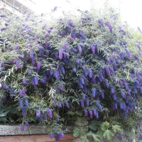 Buddleja davidii'Nanho Blue' 