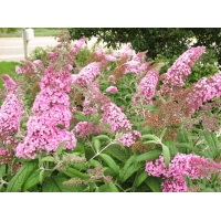 Buddleja davidii'Pink Delight' 